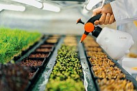 The image depicts a scientist studying plant samples, symbolizing advancements in seed genetics for higher crop yields.